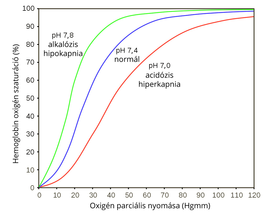 Hemoglobin-oxigén disszociációs görbe